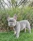 French Bulldog Puppies for sale in Glendale, AZ 85304, USA. price: $2,500
