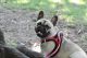 French Bulldog Puppies for sale in Citrus Heights, CA 95621, USA. price: NA