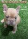 French Bulldog Puppies for sale in Lindale, TX, USA. price: NA