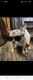 French Bulldog Puppies for sale in Pompano Beach, FL 33071, USA. price: $2,000