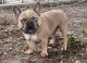 French Bulldog Puppies for sale in 1045 Oakvale Rd, Jacksonville, FL 32259, USA. price: $1