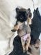 French Bulldog Puppies for sale in 1045 Oakvale Rd, Jacksonville, FL 32259, USA. price: $2,399