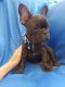 French Bulldog Puppies for sale in Stanwood, WA 98292, USA. price: $2,200