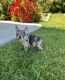 French Bulldog Puppies for sale in Temecula, CA, USA. price: $3,000