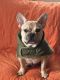 French Bulldog Puppies for sale in Charlotte, NC 28205, USA. price: $2,500