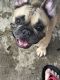 French Bulldog Puppies for sale in Conroe, TX 77304, USA. price: $1,800