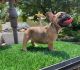 French Bulldog Puppies for sale in New Orleans, LA, USA. price: $1,300