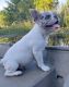 French Bulldog Puppies for sale in Thomasville, GA, USA. price: NA