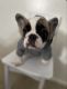 French Bulldog Puppies for sale in Tustin, CA 92780, USA. price: NA