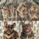 French Bulldog Puppies for sale in Mooresville, NC 28117, USA. price: $4,000