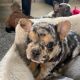 French Bulldog Puppies for sale in Cannon Beach, OR, USA. price: $600