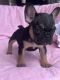French Bulldog Puppies for sale in La Mirada, CA, USA. price: NA