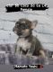 French Bulldog Puppies for sale in Avenel, NJ 07001, USA. price: NA