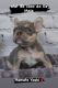 French Bulldog Puppies for sale in Avenel, NJ 07001, USA. price: NA