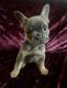 French Bulldog Puppies for sale in Cincinnati, OH, USA. price: $3,500