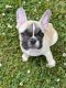 French Bulldog Puppies for sale in Parma, OH, USA. price: $2,500