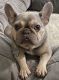 French Bulldog Puppies for sale in Raymondville, TX 78580, USA. price: NA