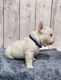 French Bulldog Puppies for sale in Fontana, CA 92336, USA. price: $5,000