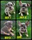 French Bulldog Puppies for sale in Charlotte, NC, USA. price: $6,000
