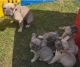French Bulldog Puppies for sale in Berkshires Ln, Washington Township, PA 15613, USA. price: $1,550