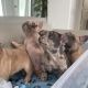 French Bulldog Puppies for sale in CANAL WNCHSTR, OH 43110, USA. price: NA