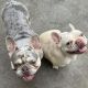French Bulldog Puppies for sale in Miami Gardens, FL, USA. price: $2,500