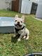 French Bulldog Puppies for sale in Ormond Beach, FL, USA. price: $6,500