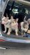 French Bulldog Puppies for sale in Middletown, DE, USA. price: $3,000