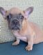 French Bulldog Puppies for sale in Naples, FL, USA. price: $1,850