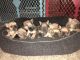 French Bulldog Puppies for sale in Paso Robles, CA 93446, USA. price: NA
