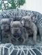 French Bulldog Puppies for sale in California City, CA, USA. price: $700
