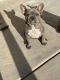 French Bulldog Puppies for sale in Rialto, CA 92376, USA. price: $1,500