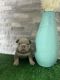 French Bulldog Puppies for sale in Suffolk County, NY, USA. price: $5,500