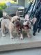 French Bulldog Puppies for sale in Tarzana, CA 91335, USA. price: $3,500
