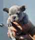French Bulldog Puppies for sale in Cape Coral, FL, USA. price: $3,000