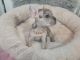 French Bulldog Puppies for sale in Tucson, AZ, USA. price: NA