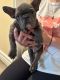 French Bulldog Puppies for sale in Beaumont, CA, USA. price: $1,700