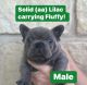French Bulldog Puppies for sale in Hallsville, TX 75650, USA. price: $3,500