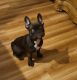 French Bulldog Puppies for sale in Hampton, GA 30228, USA. price: $2,000