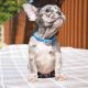 French Bulldog Puppies for sale in Buffalo, NY, USA. price: $2,500