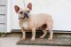 French Bulldog Puppies for sale in Spring Lake, NC 28390, USA. price: $2,000
