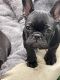 French Bulldog Puppies for sale in Ventura County, CA, USA. price: $2,500