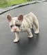 French Bulldog Puppies for sale in Clay, NY 13041, USA. price: NA