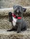 French Bulldog Puppies for sale in Palm Beach Gardens, FL, USA. price: NA