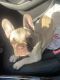 French Bulldog Puppies for sale in Fresno, CA, USA. price: $3,000
