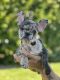 French Bulldog Puppies for sale in Murrieta, CA, USA. price: $2,500