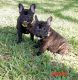 French Bulldog Puppies for sale in West Palm Beach, FL, USA. price: $2,200