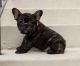 French Bulldog Puppies for sale in West Palm Beach, FL, USA. price: $3,000