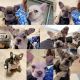 French Bulldog Puppies for sale in San Bernardino, CA 92404, USA. price: $3,500