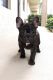 French Bulldog Puppies for sale in West Palm Beach, FL, USA. price: $2,900